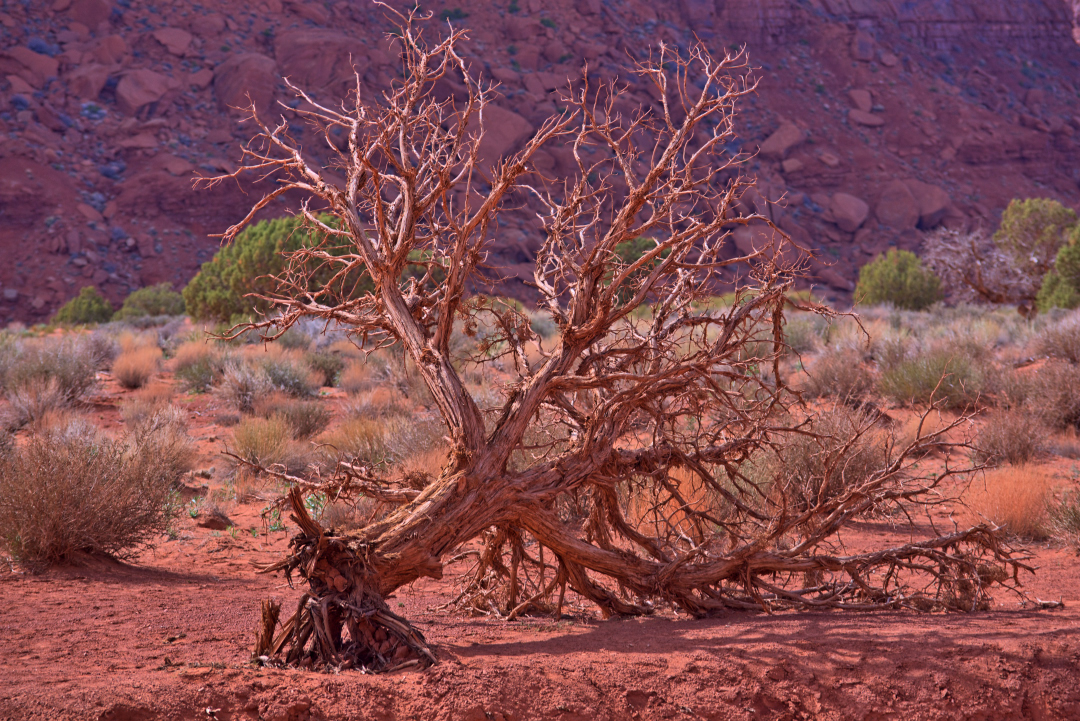 Fallen Tree