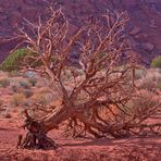 Fallen Tree