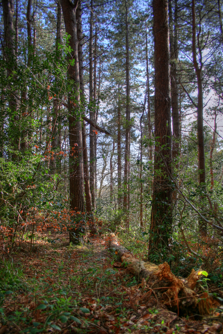 Fallen Tree