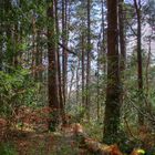 Fallen Tree