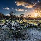 fallen tree