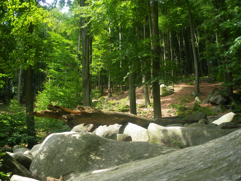 Fallen Tree