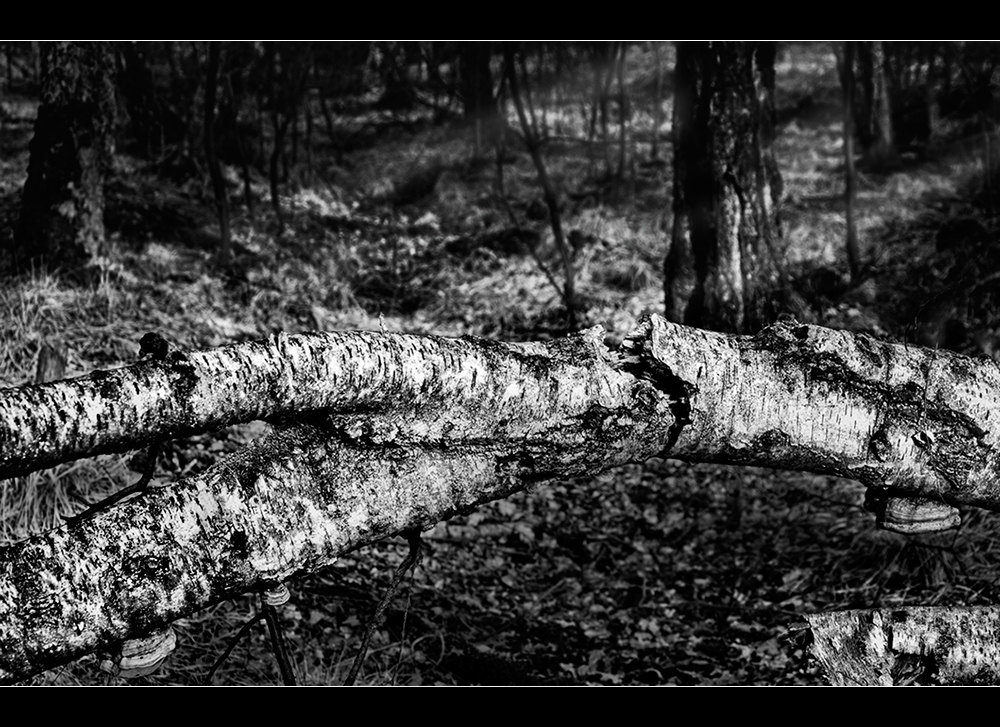 Fallen Tree