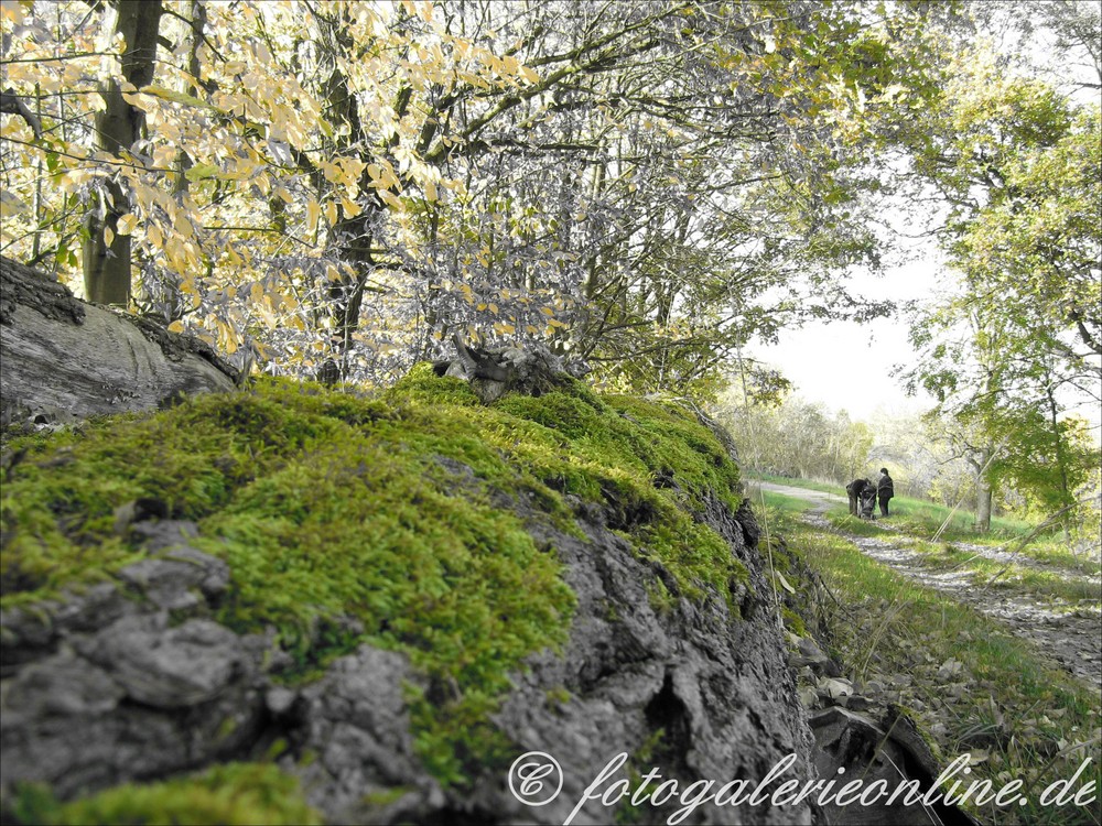 fallen tree