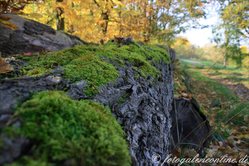 fallen tree colour