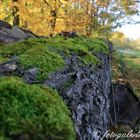 fallen tree colour