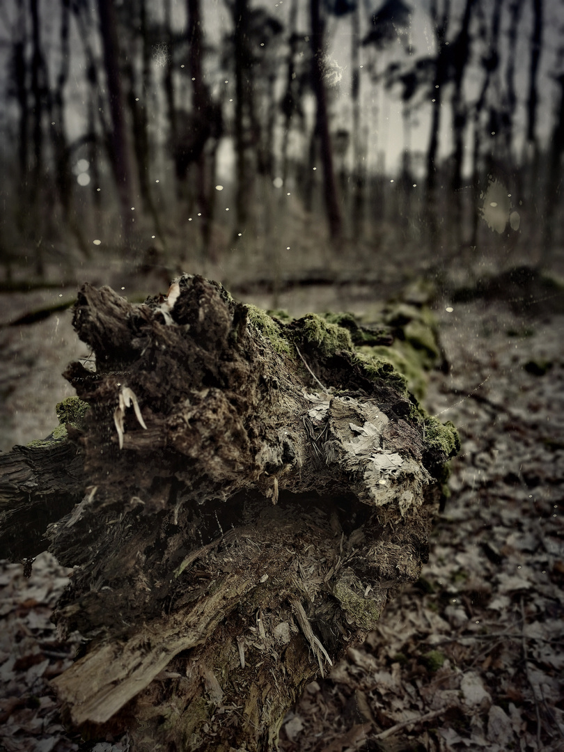 Fallen tree