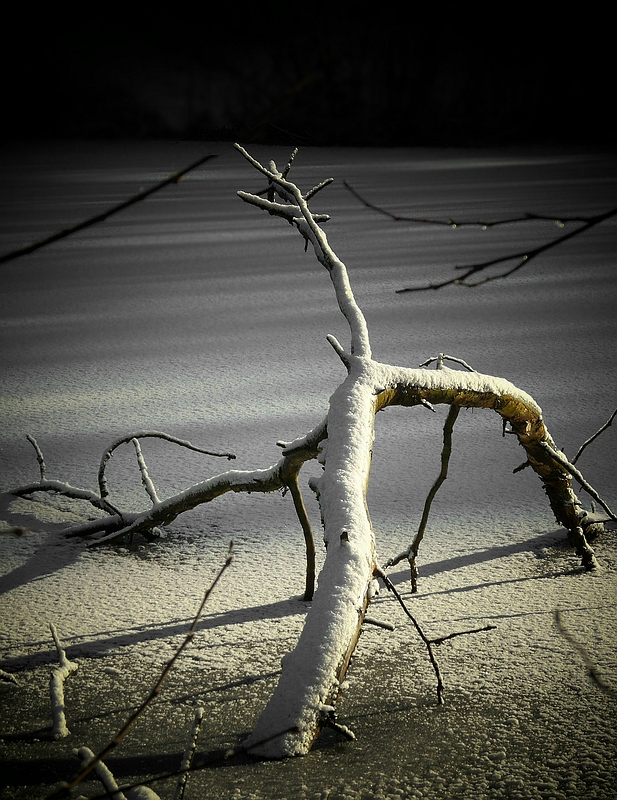 Fallen tree