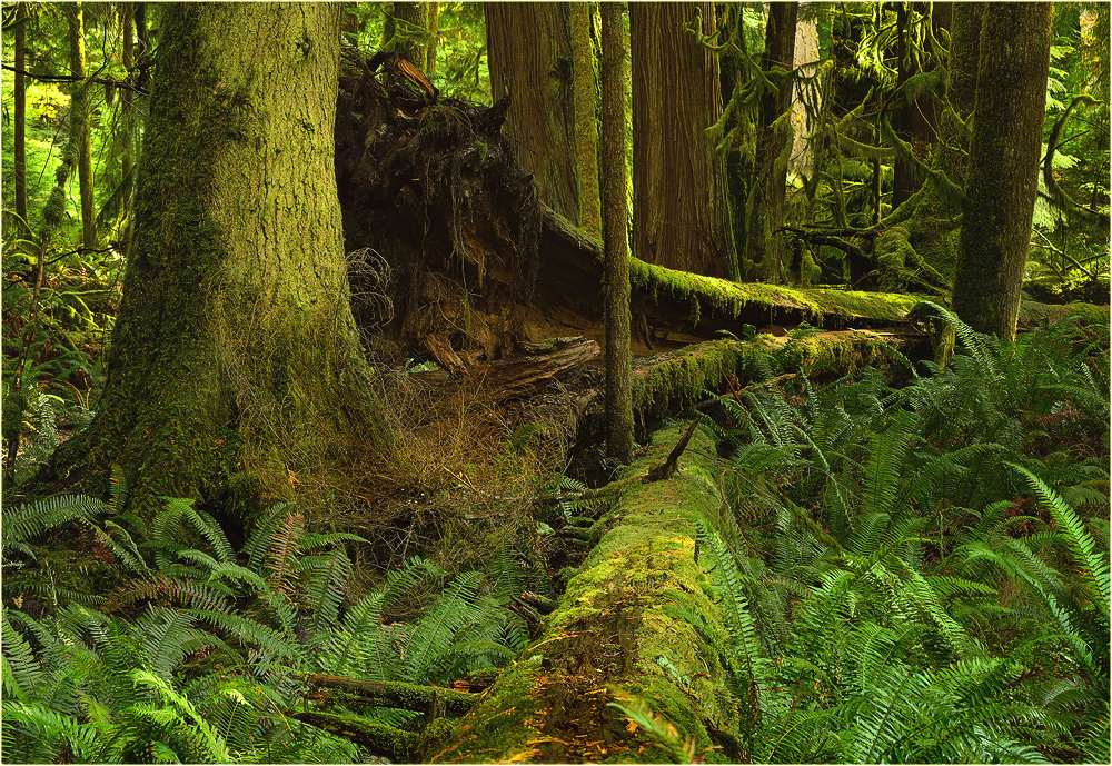 Fallen trees