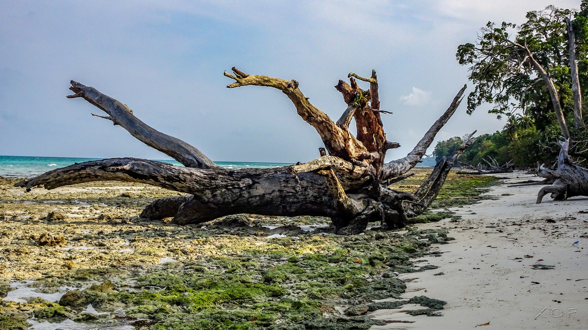 Fallen trees on the beach