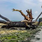 Fallen trees on the beach