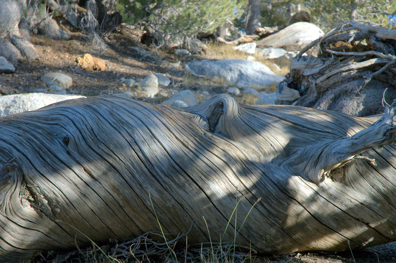 fallen twisted tree