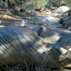 fallen twisted tree