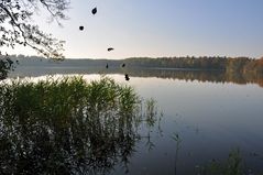 Fallende Blätter