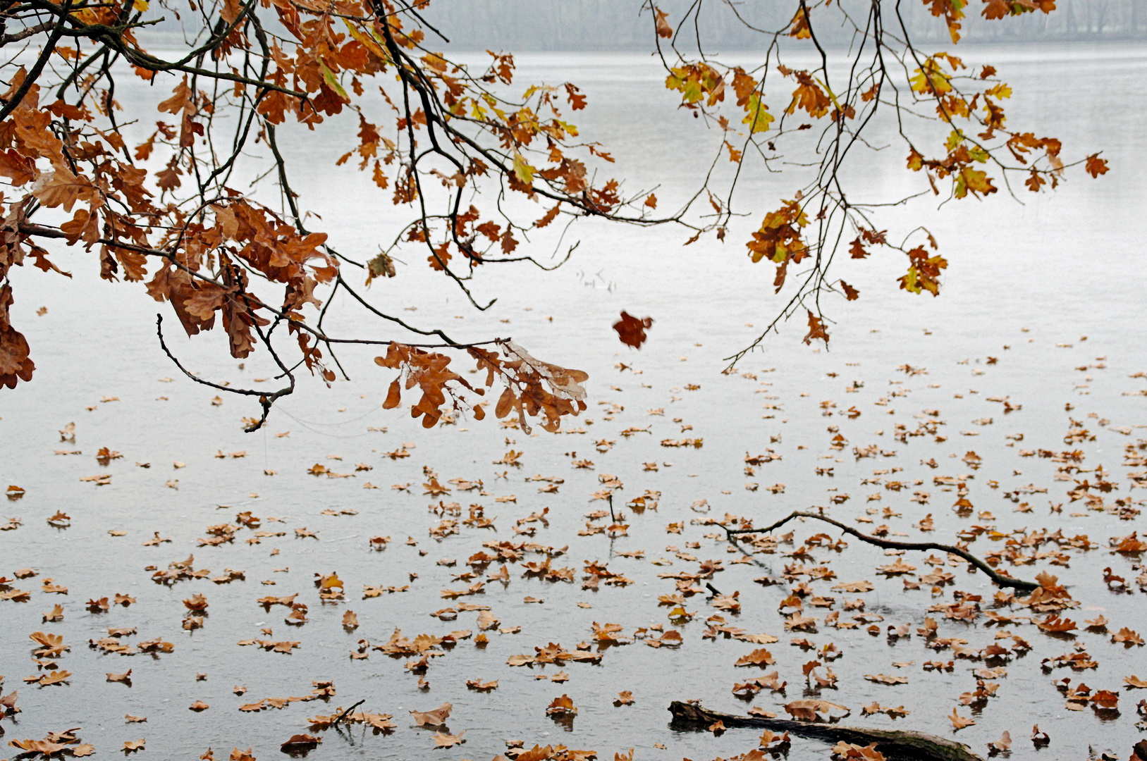 Fallende Blätter Foto & Bild jahreszeiten, herbst, explore Bilder auf
