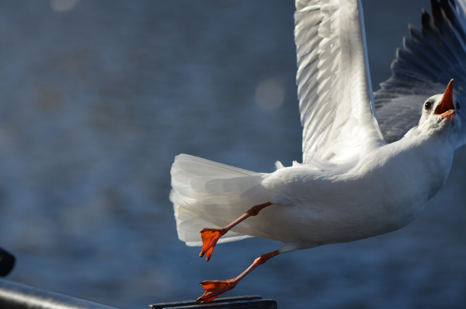 "fallende" Möwe