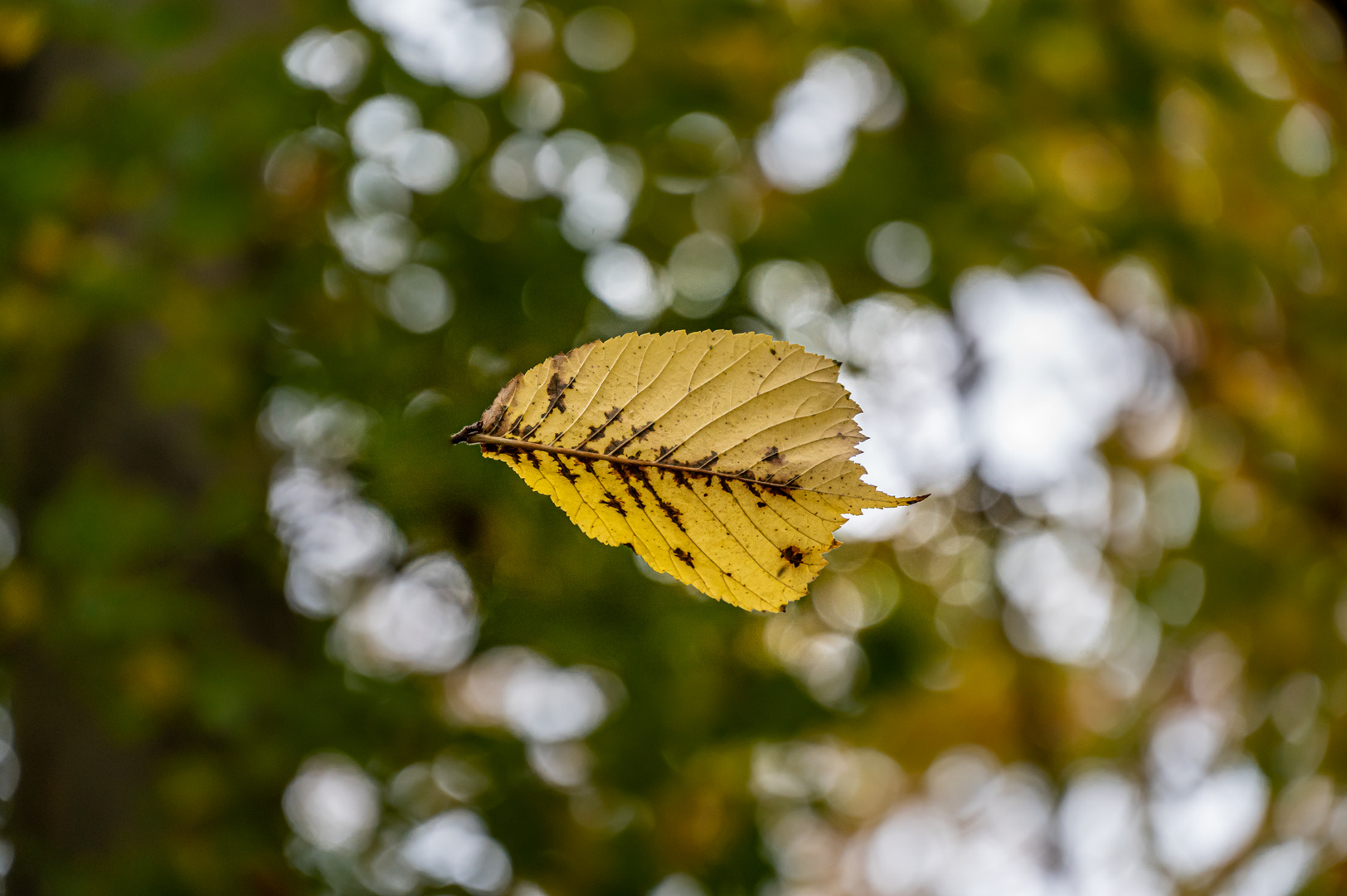 Fallendes Blatt