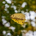 Fallendes Blatt