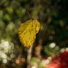 Fallendes Blatt