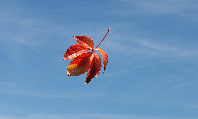 Fallendes Blatt