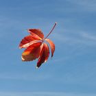 Fallendes Blatt