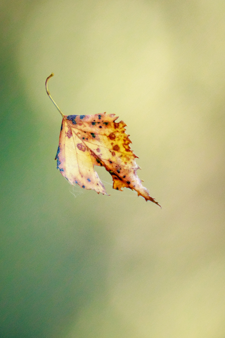 Fallendes Blatt