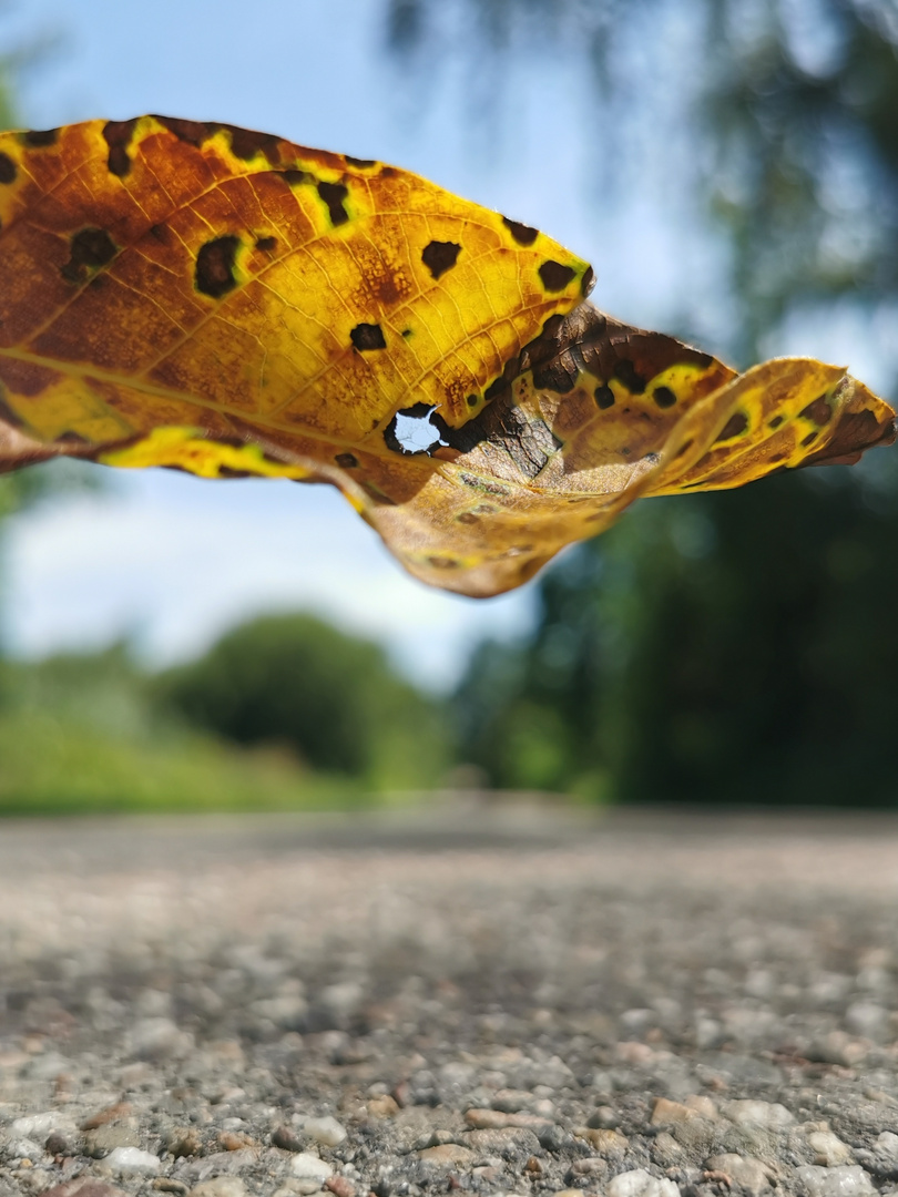 Fallendes Blatt mit Durchguck. 