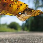 Fallendes Blatt mit Durchguck. 