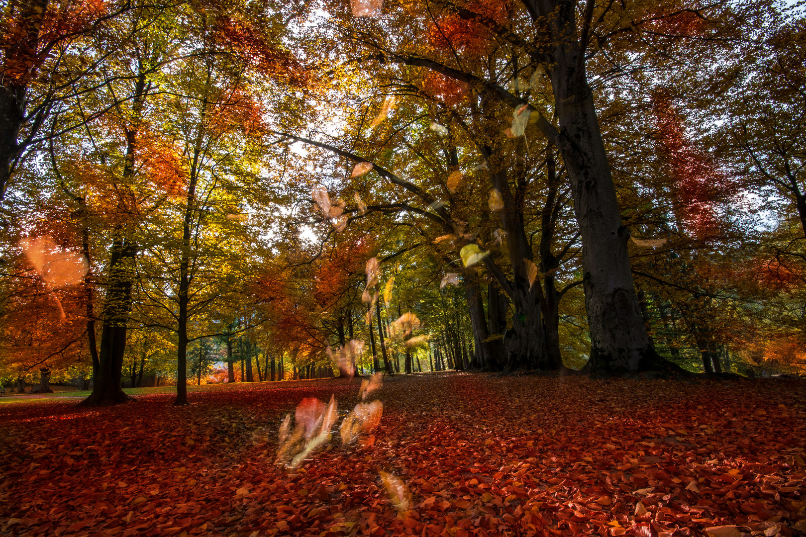 Fallendes Laub im Herbst