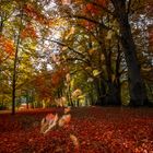 Fallendes Laub im Herbst