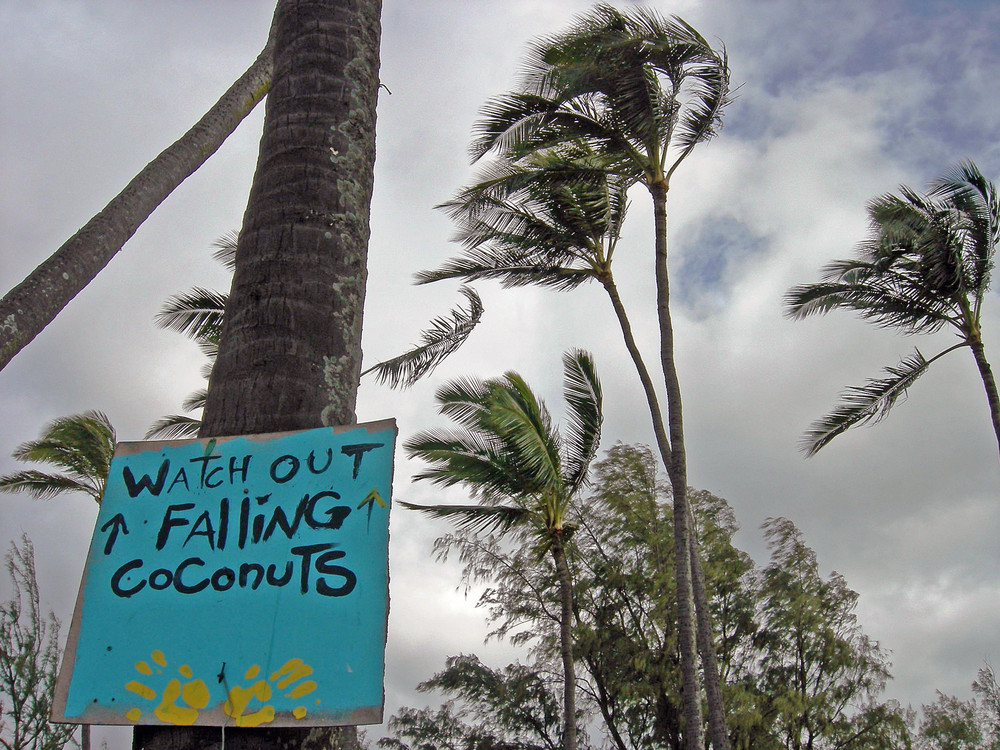 Falling coconuts