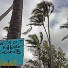 Falling coconuts