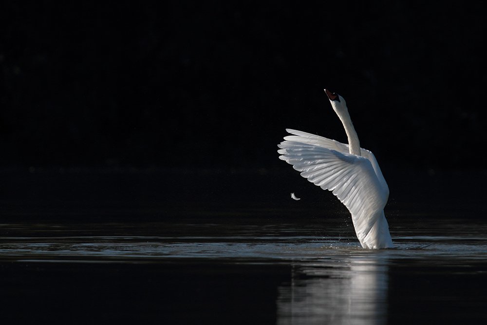 Falling Feather