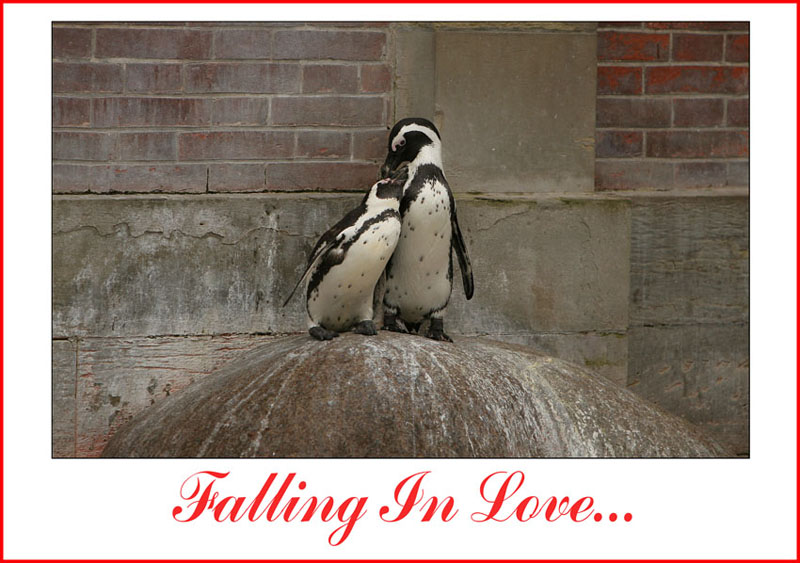 Falling In Love