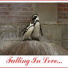 Falling In Love