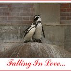 Falling In Love