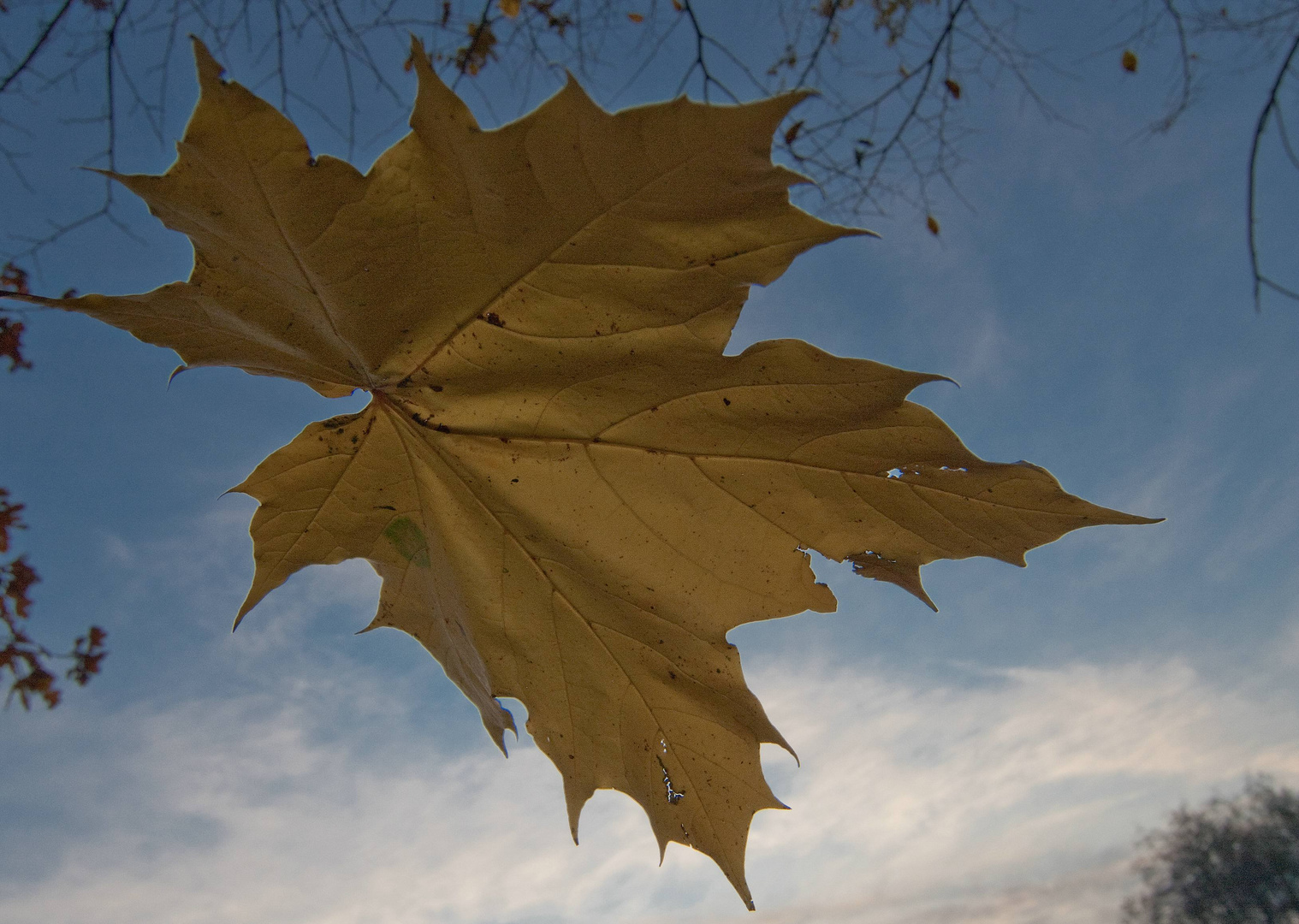 Falling Leaf