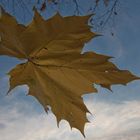 Falling Leaf