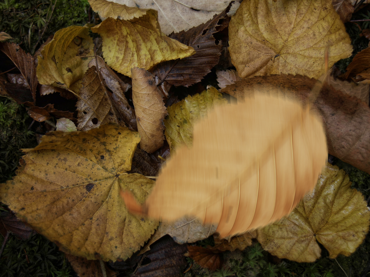 Falling leaf