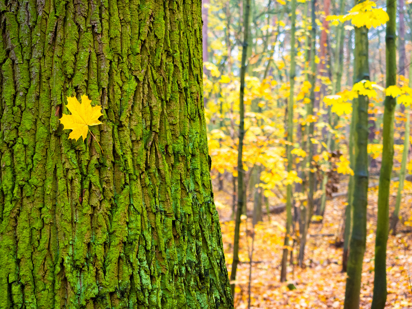 Falling Leaf