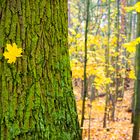 Falling Leaf