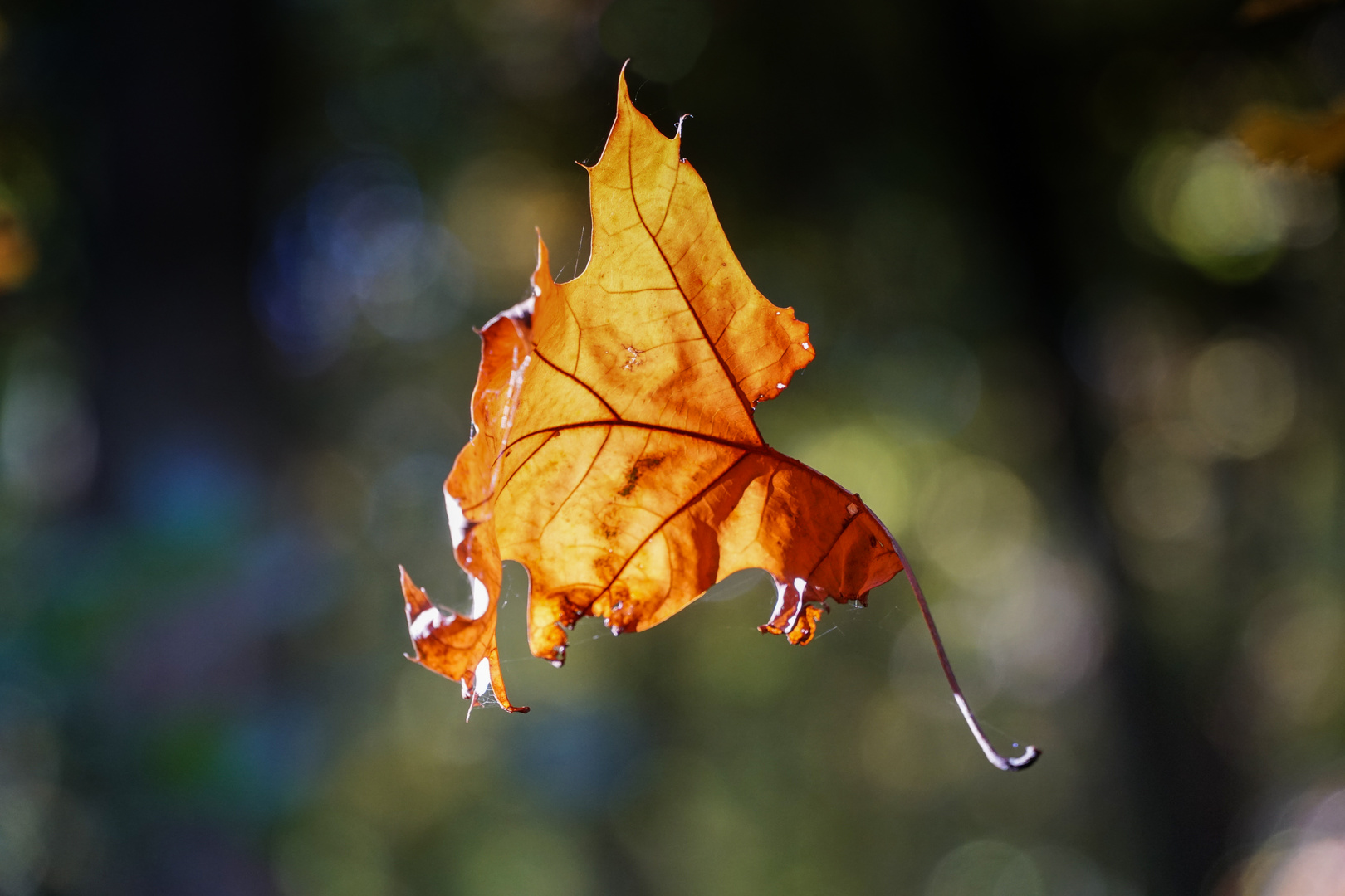 falling leaf