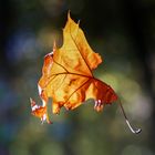 falling leaf