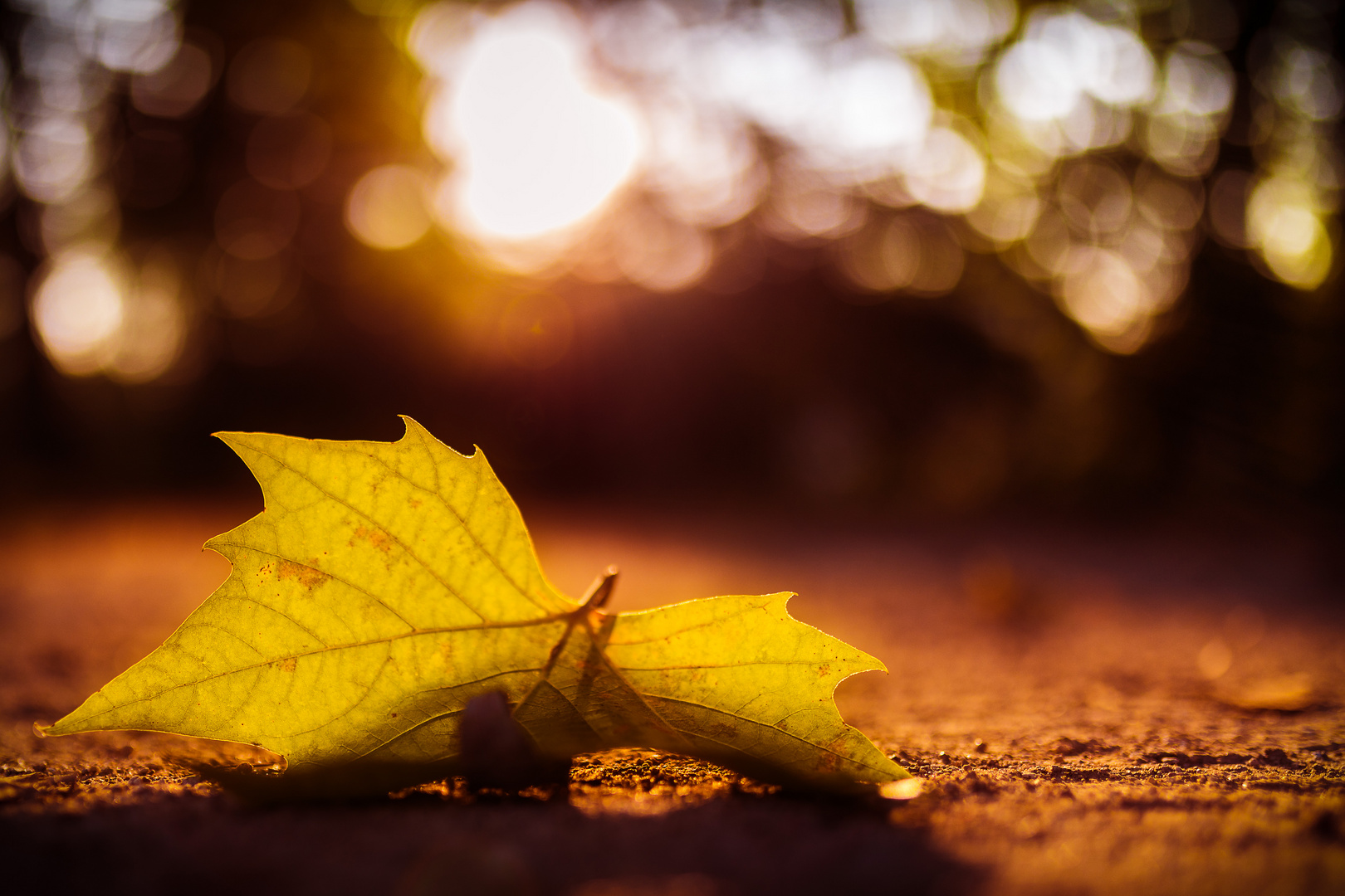 falling leaf