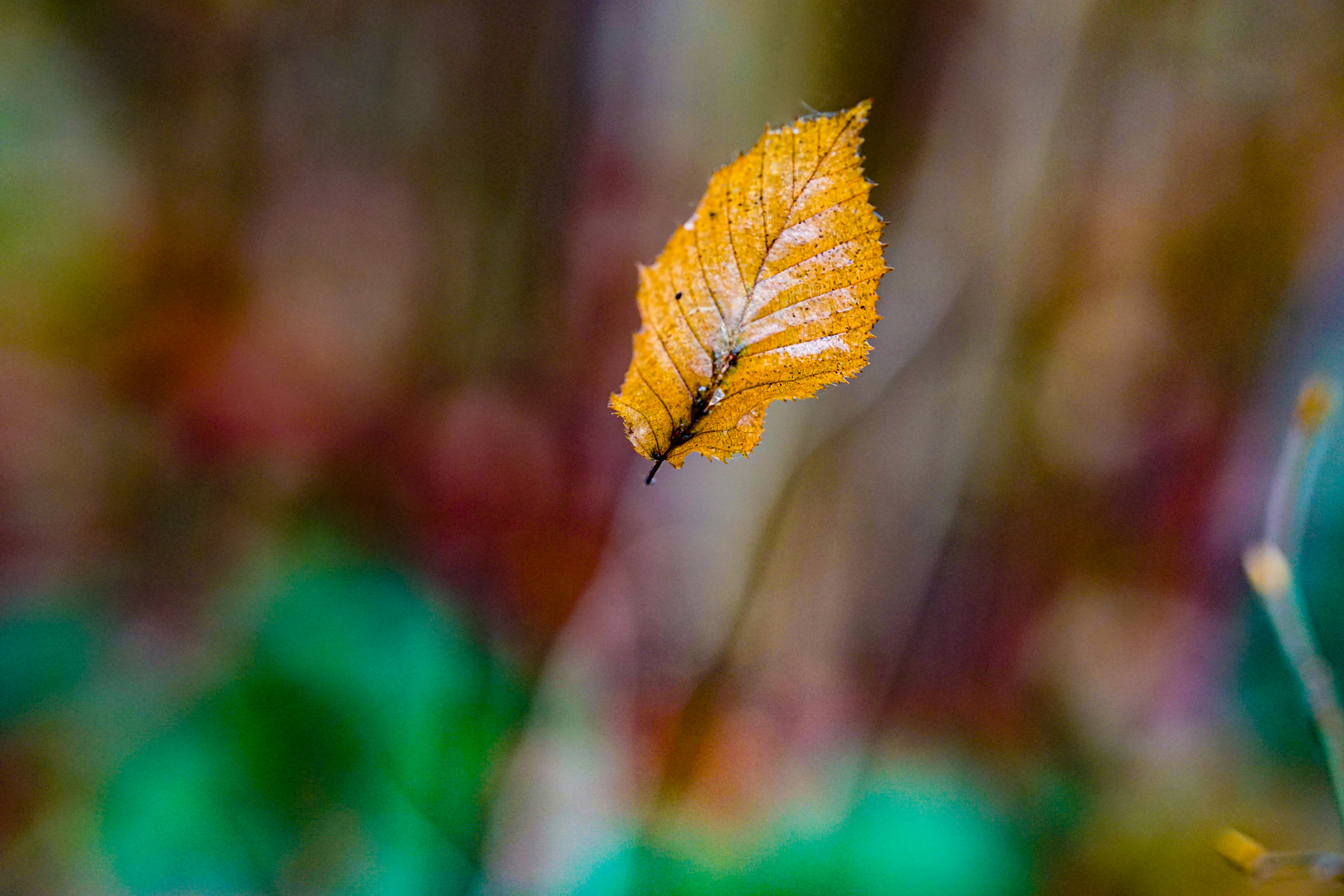 falling leaf_02