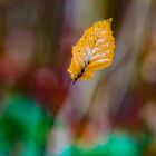 falling leaf_02