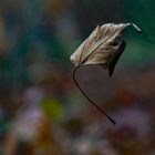 falling leaf_03