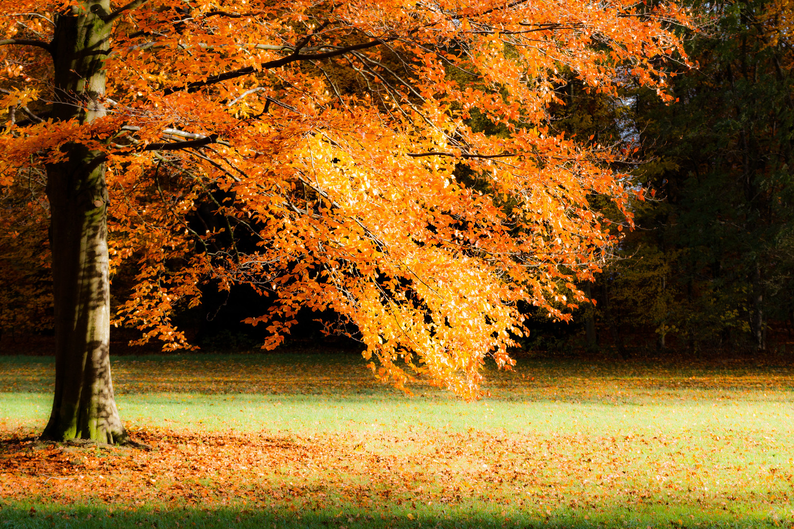 Falling leafs