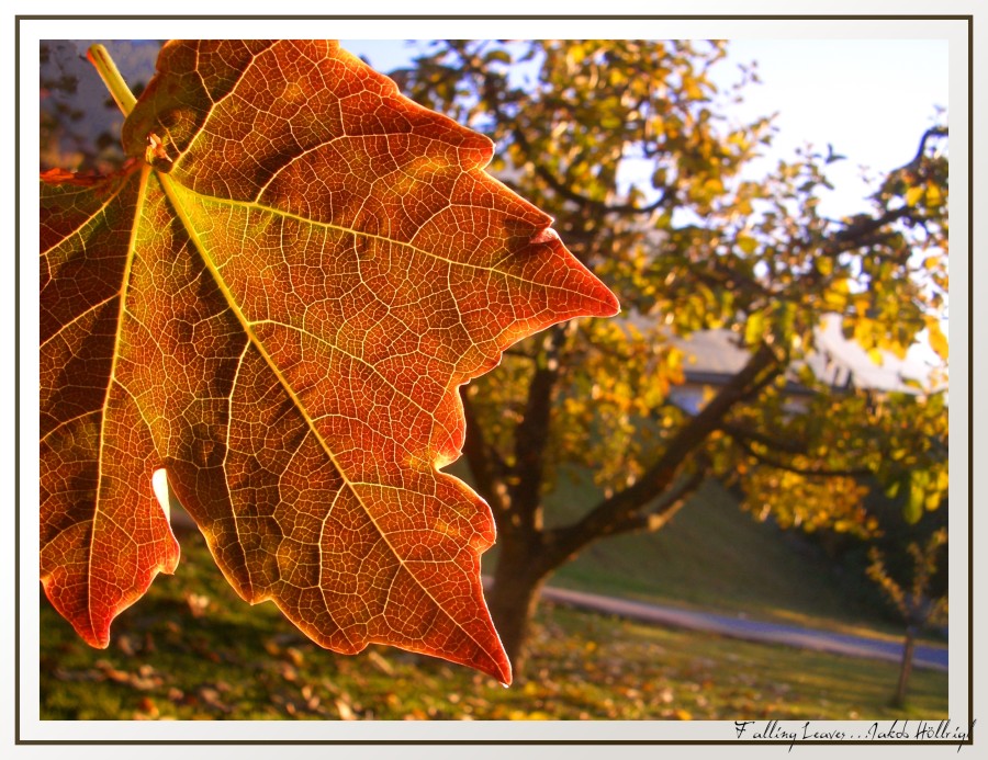 Falling Leaves