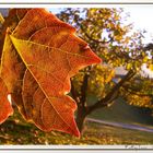 Falling Leaves